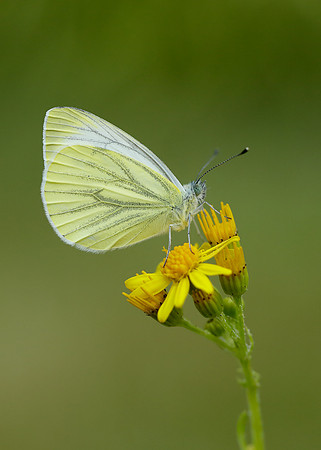 Green-veined White Pieris napi