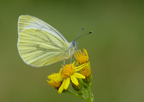 Green-veined White Pieris napi