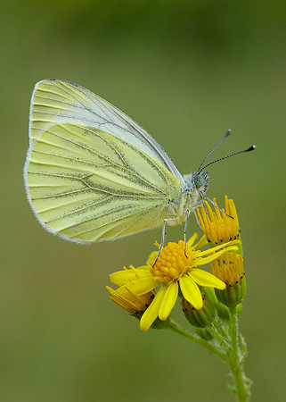 Green-veined White Pieris napi