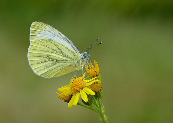 Green-veined White Pieris napi