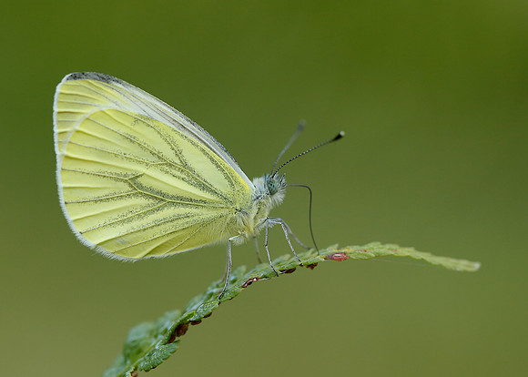 Green-veined White Pieris napi