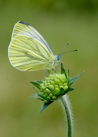 Green-veined White Pieris napi