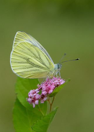 Green-veined White Pieris napi