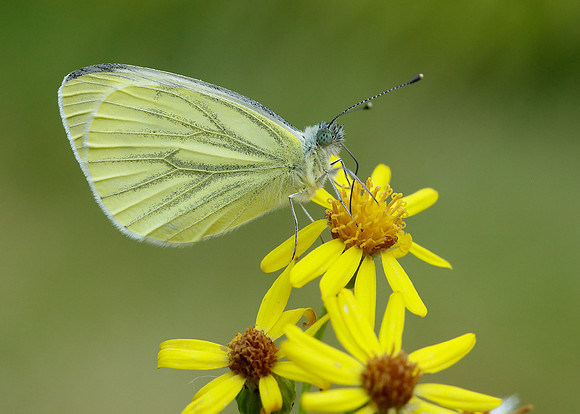 Green-veined White Pieris napi