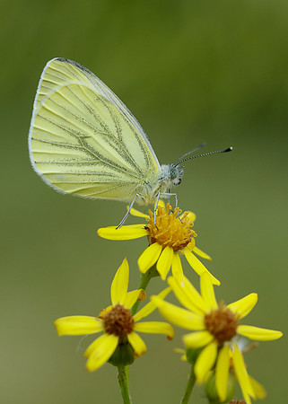 Green-veined White Pieris napi