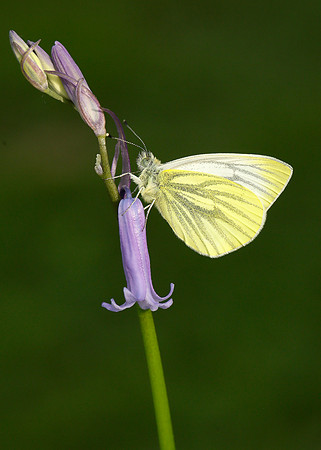 Green-veined White Pieris napi