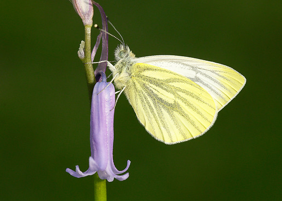 Green-veined White Pieris napi