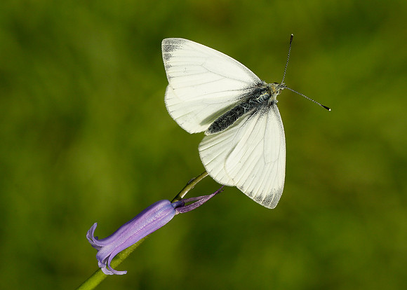 Green-veined White Pieris napi
