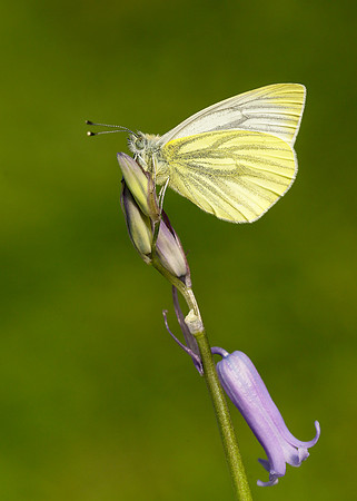 Green-veined White Pieris napi