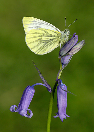 Green-veined White Pieris napi