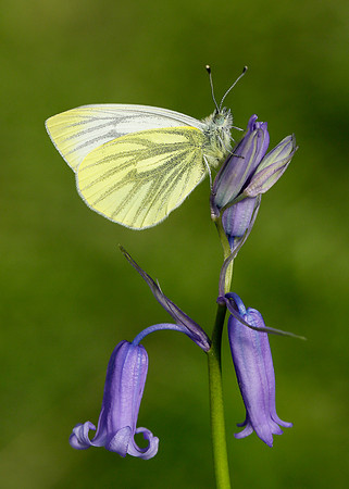 Green-veined White Pieris napi