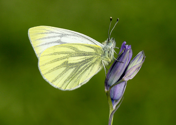 Green-veined White Pieris napi