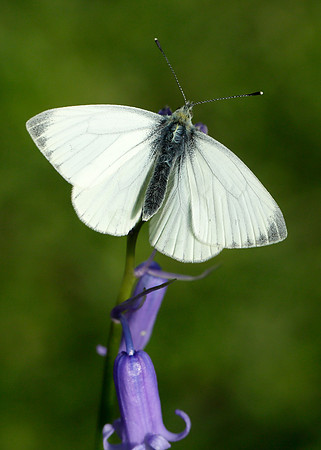 Green-veined White Pieris napi
