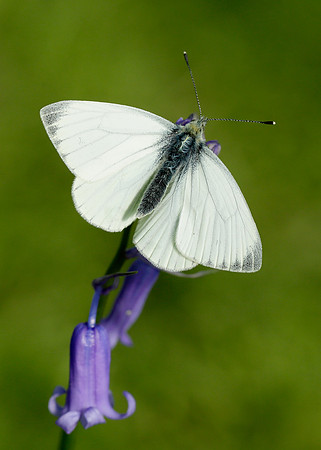 Green-veined White Pieris napi
