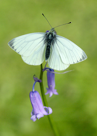 Green-veined White Pieris napi