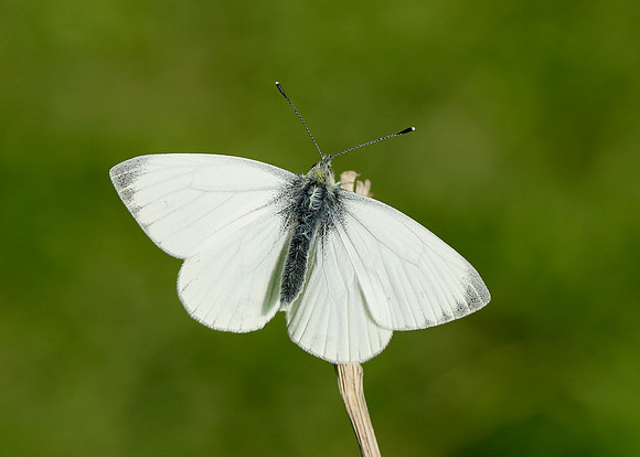 Green-veined White Pieris napi