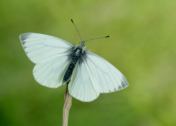 Green-veined White Pieris napi