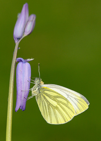 Green-veined White Pieris napi