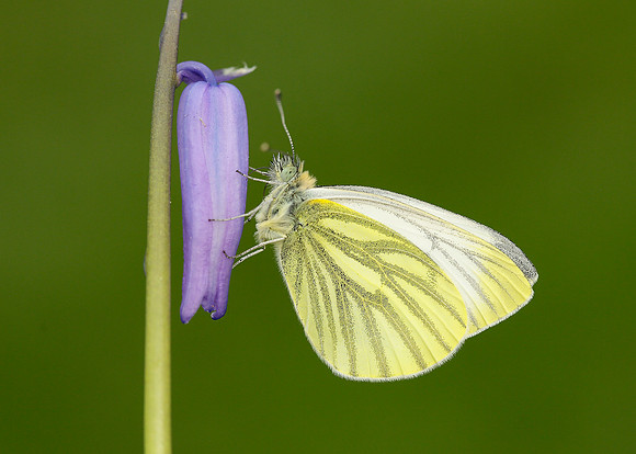 Green-veined White Pieris napi