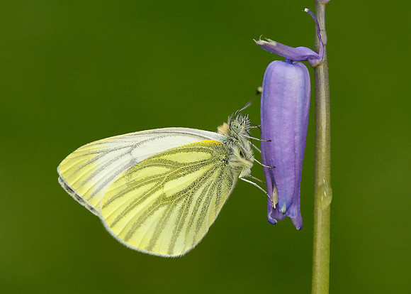 Green-veined White Pieris napi