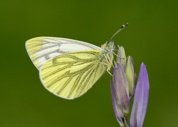 Green-veined White Pieris napi