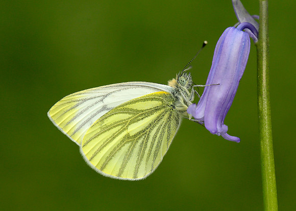 Green-veined White Pieris napi
