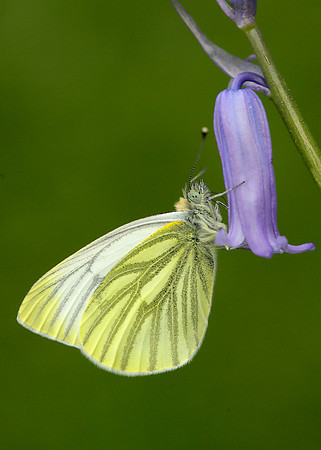 Green-veined White Pieris napi