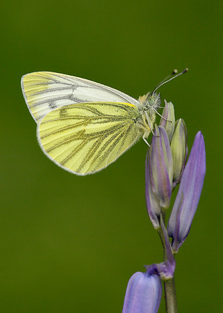 Green-veined White Pieris napi