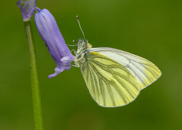 Green-veined White Pieris napi