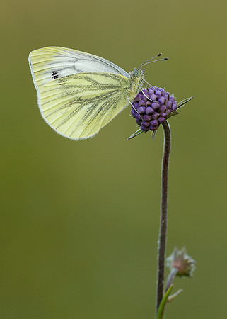 Green-veined White Pieris napi