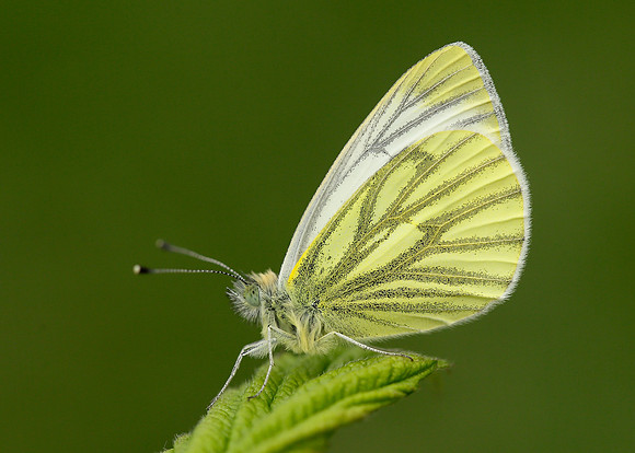 Green-veined White Pieris napi