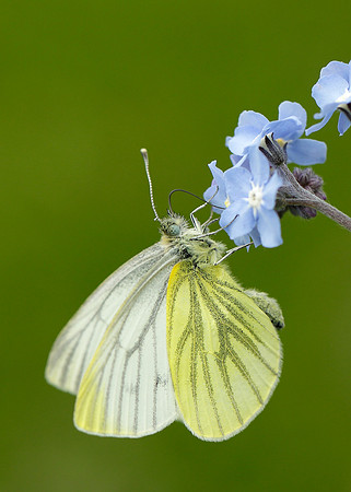 Green-veined White Pieris napi