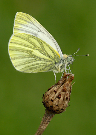 Green-veined White Pieris napi