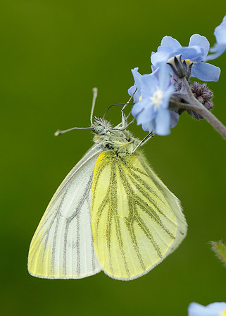 Green-veined White Pieris napi