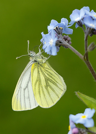 Green-veined White Pieris napi