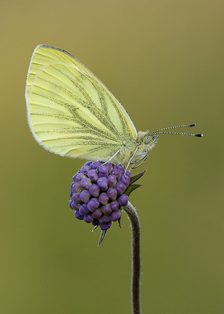 Green-veined White Pieris napi