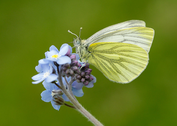 Green-veined White Pieris napi