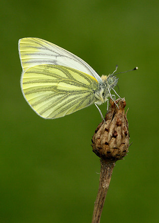Green-veined White Pieris napi