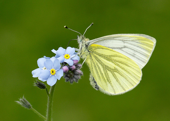 Green-veined White Pieris napi