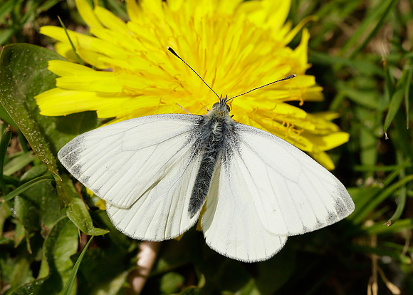 Green-veined White Pieris napi