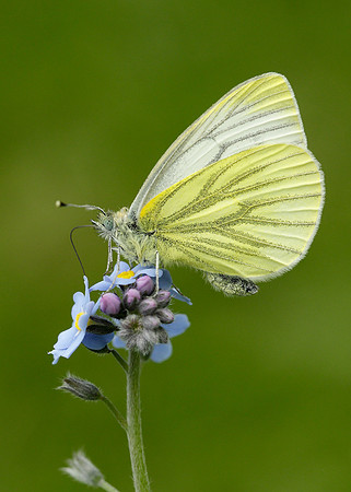 Green-veined White Pieris napi