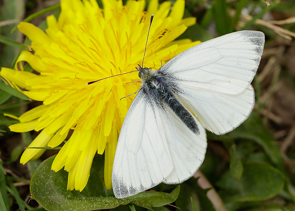 Green-veined White Pieris napi