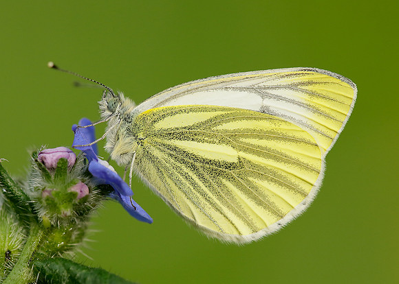 Green-veined White Pieris napi