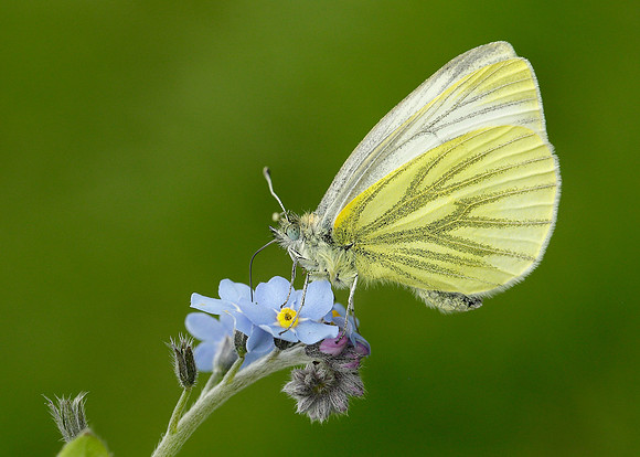 Green-veined White Pieris napi