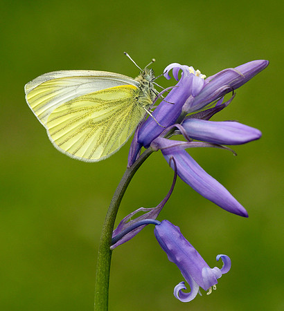 Green-veined White Pieris napi