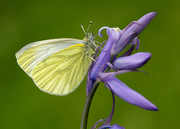 Green-veined White Pieris napi