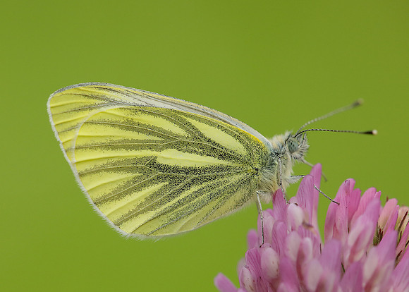 Green-veined White Pieris napi