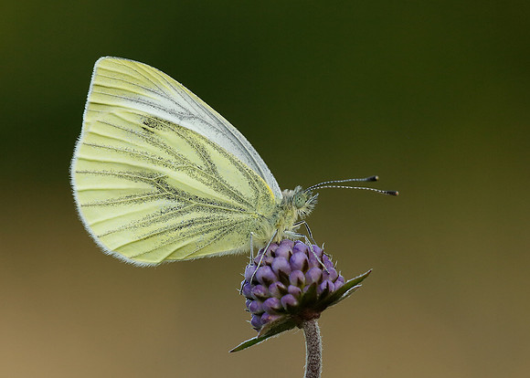 Green-veined White Pieris napi