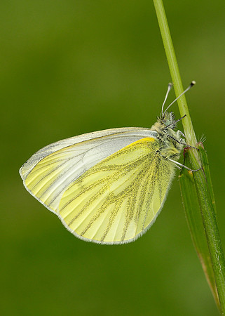 Green-veined White Pieris napi