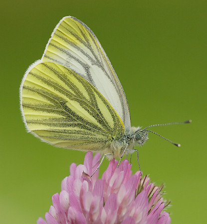 Green-veined White Pieris napi